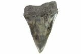 Fossil Mako Shark Tooth - Georgia #75175-1